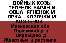 2-ДОЙНЫХ КОЗЫ.ТЕЛЕНОК.БАРАН И ОВЦА .ЯГНЕНОК И ЯРКА.2-КОЗОЧКИ И КОЗЛЕНОК. - Ивановская обл., Палехский р-н, Окульцево д. Животные и растения » Другие животные   